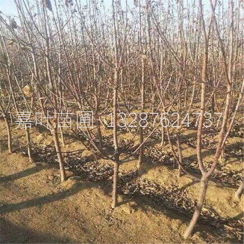 【大棚樱桃树苗种植技术】- 