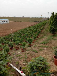 佛山苗木绿化种植基地