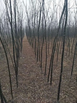 中区瀚林苗木4公分国槐价格与种植指南