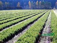 河北围场云武苗木基地 供应80公分云杉，米径0.4公分，承德种植地直发