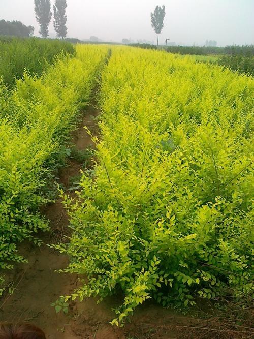 望都县原野苗木花卉种植专业合作社 苗木种植产业的发展实践