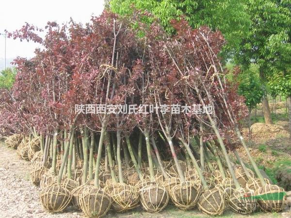 陕西西安刘氏红叶李苗木基地——匠心种植，为城市添一抹红霞