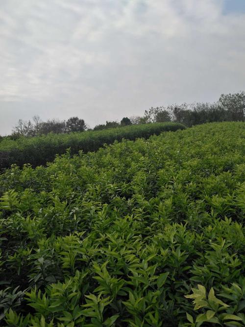简阳市勇菲苗木种植专业合作社 优质沃柑苗的培育专家