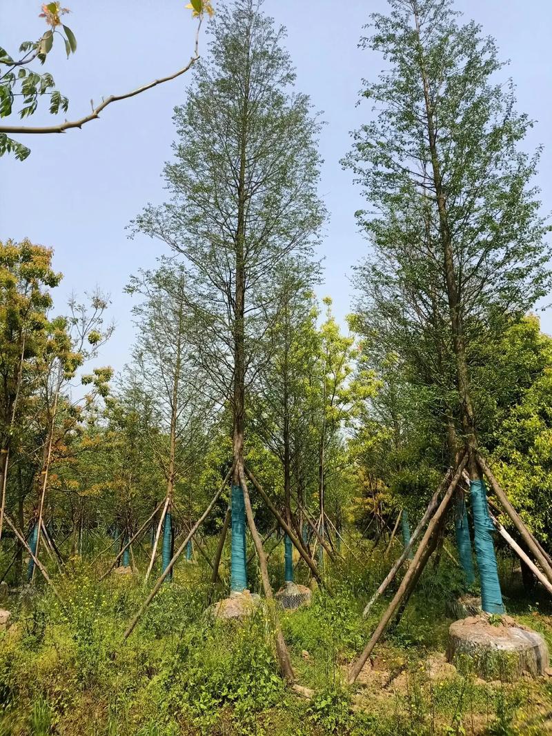 苗木丰收季 多种规格容器苗全面上市，欢迎新老朋友选购
